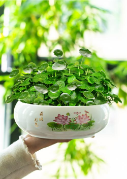 冷水花适合什么样的花盆