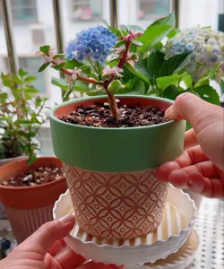 家庭养花用生根粉