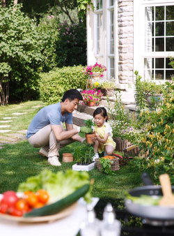 家庭养花用生根粉