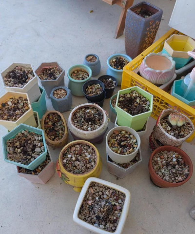 家庭养花用生根粉