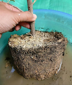 家庭养花用生根粉