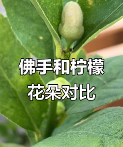 佛手与佛手花有什么区别