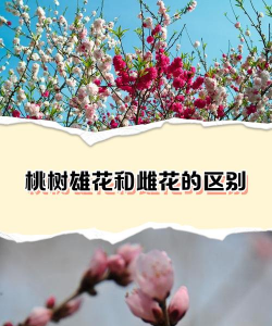 花桃树和桃树有什么区别