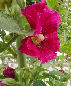 刘小手瘦养花 刘小手瘦养花