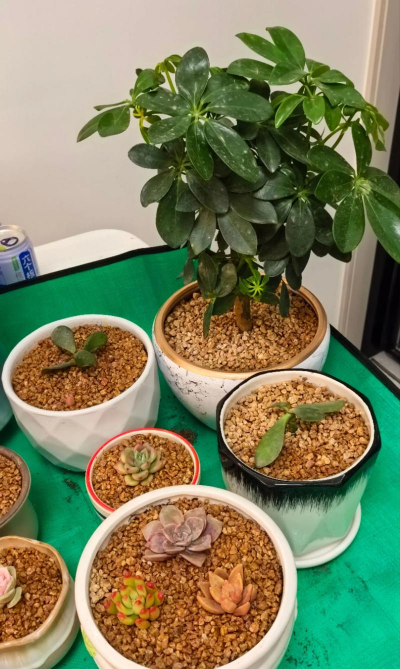 家庭养花用生根粉