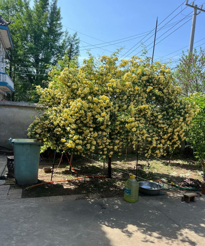 像木香花的树是什么植物