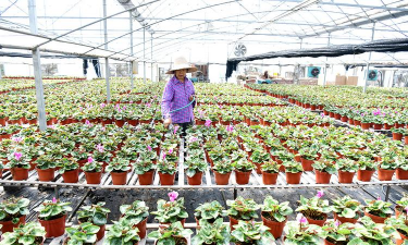 家庭养花用生根粉