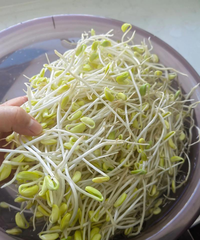 豆芽菜黑杆什么原因