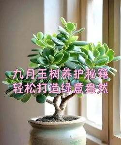 9月适合养什么木本植物