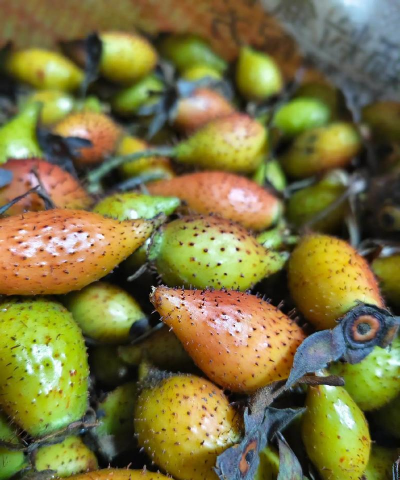 金樱子为什么有两种果实