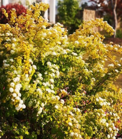 什么花的叶子边是黄色的