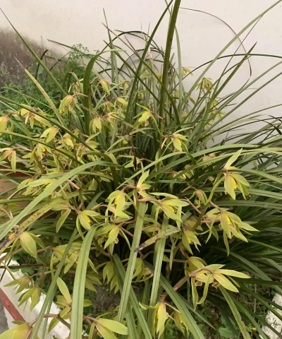 九节兰花什么时候有花蕾