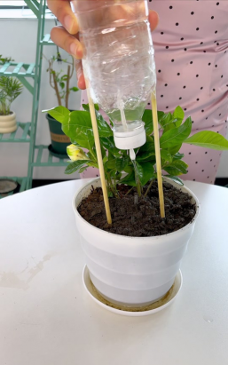 家庭养花用生根粉