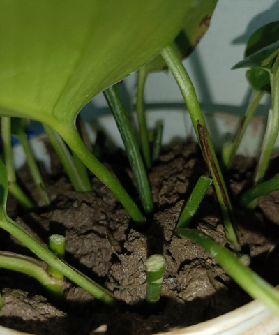 家庭养花用生根粉