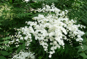 华北珍珠梅什么时间栽