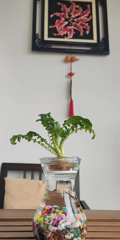 家庭养花用生根粉