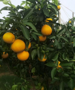 红美人柑橘种植适应气候与温度-爱媛28号柑橘