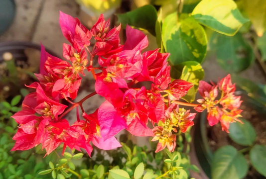 家庭养花用生根粉