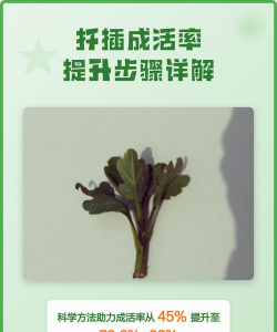 家庭养花用生根粉