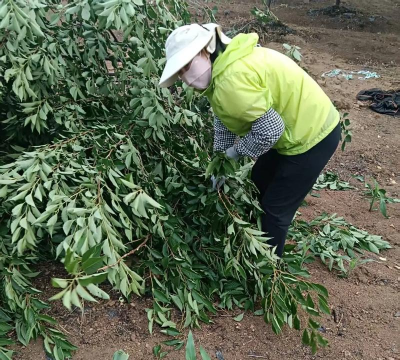 日本早樱什么时候移盆