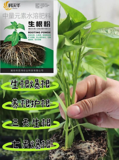 家庭养花用生根粉