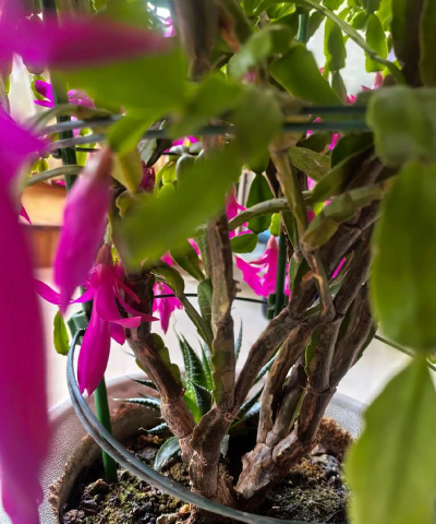 家庭养花用生根粉