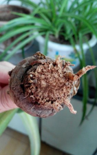 小红心烂根是什么原因