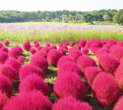 地肤红什么时候下种子