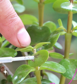 家庭养花用生根粉