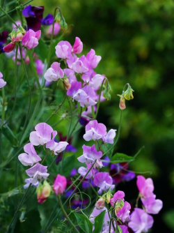 香豌豆花长什么样