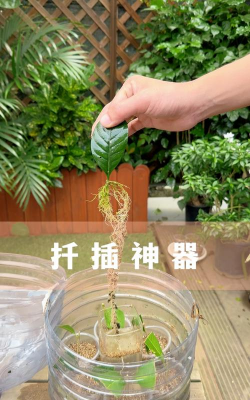 家庭养花用生根粉