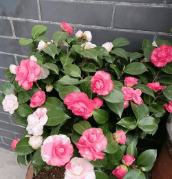 九月以后适合种什么花