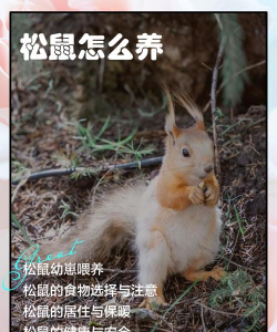 松鼠怎么养花阳台