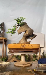 太湖盆景什么时间换盆