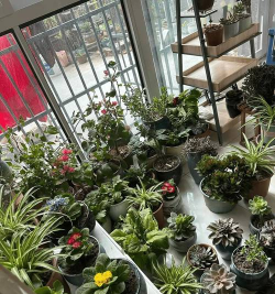 家庭养花用生根粉