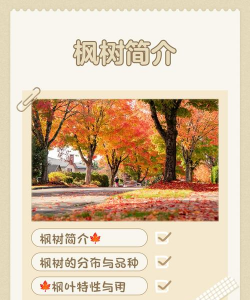 枫桥树有什么用途和价值