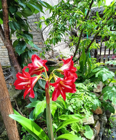 像朱顶红尖叶是什么花