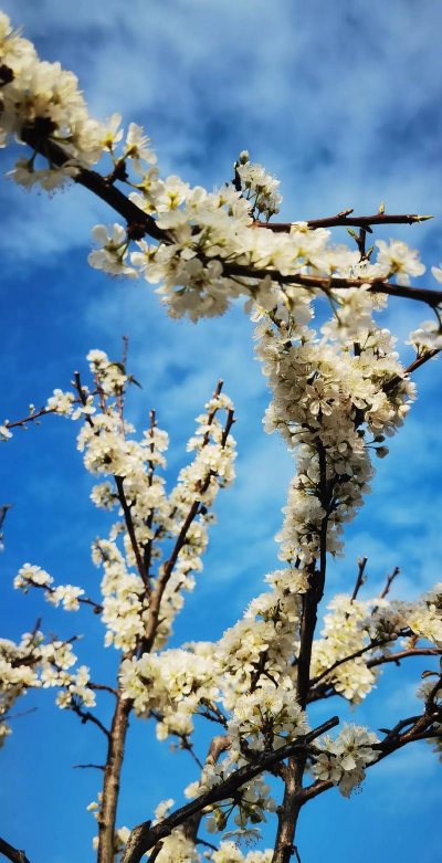 三华李树开什么颜色的花