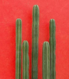 三棱剑用什么土栽培