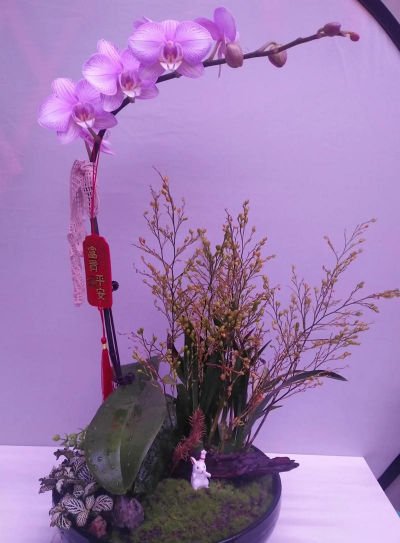 家庭养花用生根粉