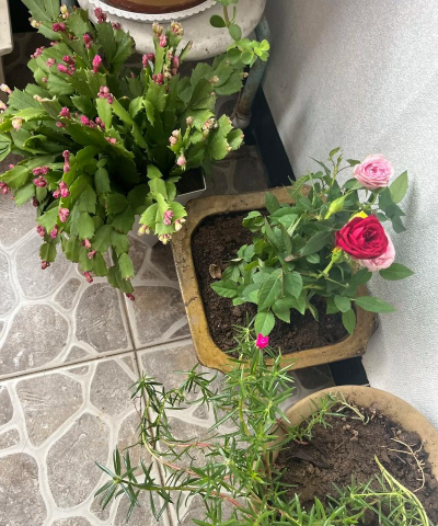 家庭养花用生根粉