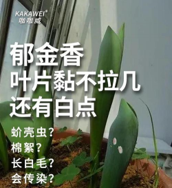 郁金香树容易生什么病虫