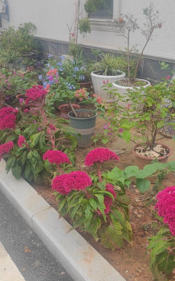 家庭养花用生根粉