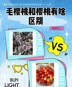 毛樱桃和樱桃有什么关系