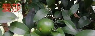 “爱莎柑橘”—柑橘“新宠”，未来或将取代金秋砂糖橘的“霸主地位”