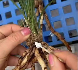 家庭养花用生根粉