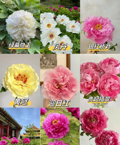 牡丹花有哪些品种