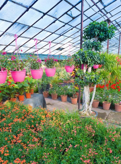 家庭养花用生根粉