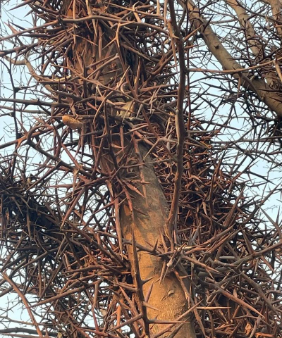 皂刺与皂角刺有什么区别