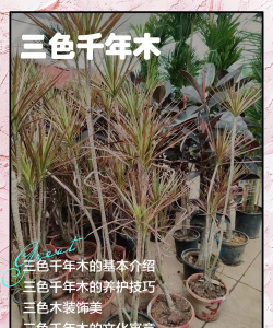 三色木是什么做的